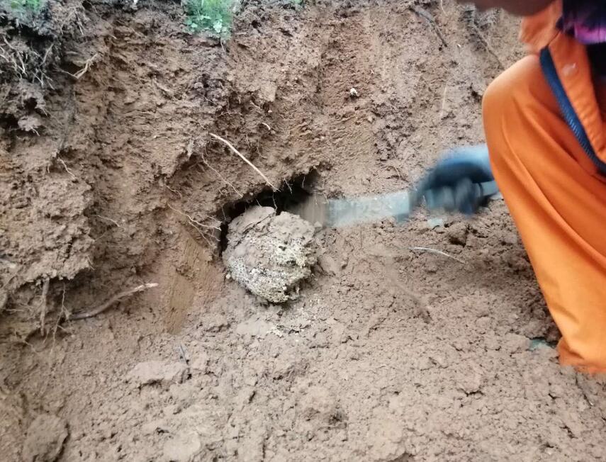 白蟻體型大小和進(jìn)化