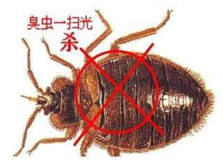 臭蟲(chóng)防治