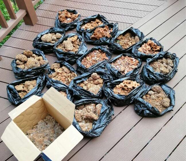 危害比較大的白蟻有哪些品種？