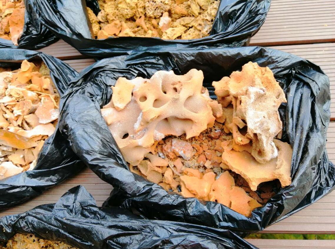 白蟻的外部形態(tài)