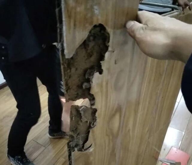 木地板和家居有可能引來白蟻